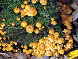 Attēlu rezultāti vaicājumam “Xeromphalina campanella”