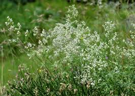 Attēlu rezultāti vaicājumam “Galium schultesii flower”