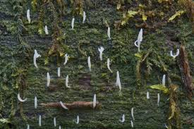 Attēlu rezultāti vaicājumam “Multiclavula mucida”