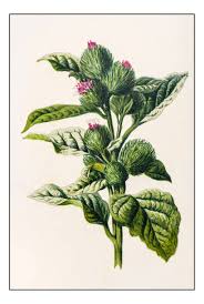 Attēlu rezultāti vaicājumam “Arctium”