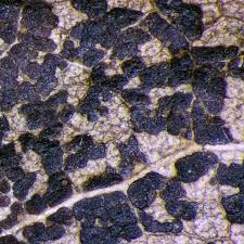 Attēlu rezultāti vaicājumam “Melampsora magnusiana”