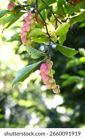 Attēlu rezultāti vaicājumam “Magnolia kobus fruit”