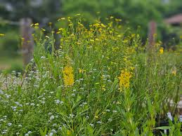 Attēlu rezultāti vaicājumam “Ranunculus lingua leaf”