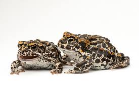 Attēlu rezultāti vaicājumam “Bufo bufo juvenile”