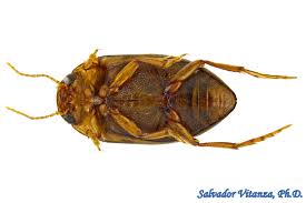 Attēlu rezultāti vaicājumam “Dytiscidae”