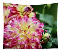 Image result for Dahlia hybrid.