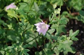 Image result for Lavatera thuringiaca