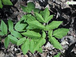 Attēlu rezultāti vaicājumam “Aegopodium podagraria leaf”