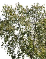 Attēlu rezultāti vaicājumam “Populus x canescens leaf”