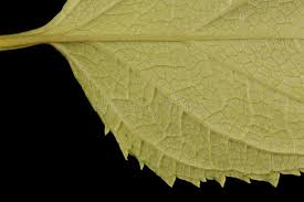 Attēlu rezultāti vaicājumam “Scrophularia nodosa leaf”