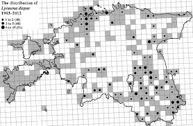 Attēlu rezultāti vaicājumam “Lopinga achine upperside”