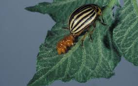 Attēlu rezultāti vaicājumam “Leptinotarsa decemlineata”