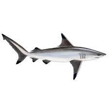 Image result for Carcharhinus limbatus