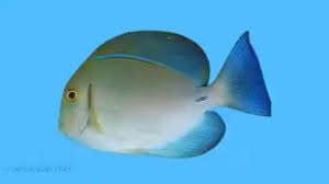 Image result for Acanthurus blochii