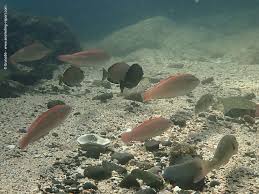 Image result for Diplodus cadenati