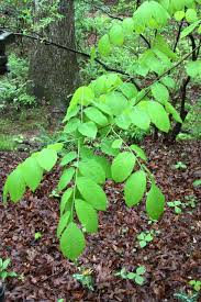 Attēlu rezultāti vaicājumam “Cladrastis kentukea leaf”