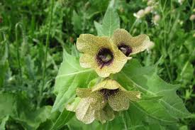 Image result for bilsenkraut