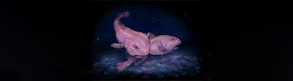 Image result for blobfish