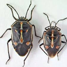 Attēlu rezultāti vaicājumam “Pentatomidae”