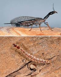 Attēlu rezultāti vaicājumam “Raphidioptera imago”