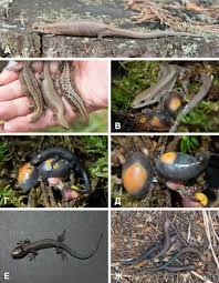 Attēlu rezultāti vaicājumam “Lacerta vivipara female”