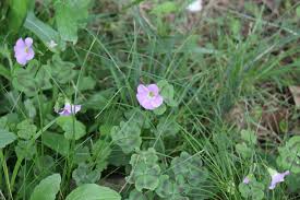 Attēlu rezultāti vaicājumam “Vicia sylvatica bud”