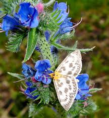 Attēlu rezultāti vaicājumam “Anacampsis blatariella”