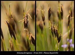 Attēlu rezultāti vaicājumam “Schoenus ferrugineus flower”