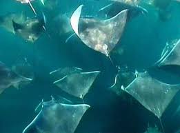 Image result for Mobula thurstoni
