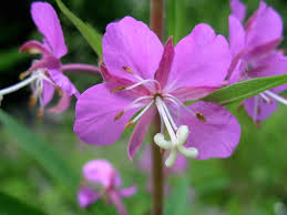 Attēlu rezultāti vaicājumam “Epilobium roseum flower”