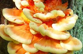 Attēlu rezultāti vaicājumam “Laetiporus sulphureus”