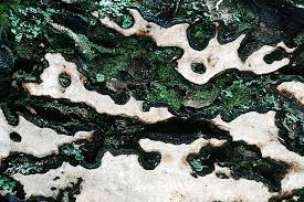 Attēlu rezultāti vaicājumam “Laurilia sulcata”