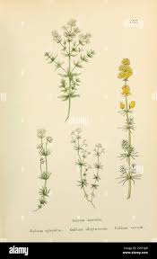 Attēlu rezultāti vaicājumam “Galium verum leaf”