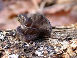 Attēlu rezultāti vaicājumam “Exidia glandulosa”