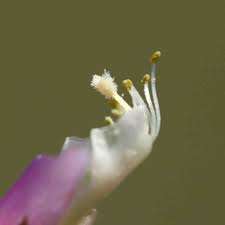 Attēlu rezultāti vaicājumam “Vicia sylvatica bud”