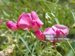Attēlu rezultāti vaicājumam “Lathyrus sylvestris bud”