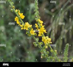 Attēlu rezultāti vaicājumam “Agrimonia pilosa flower”
