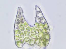 Attēlu rezultāti vaicājumam “Cephalozia catenulata”