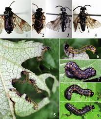 Attēlu rezultāti vaicājumam “Argidae larva”