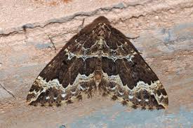 Attēlu rezultāti vaicājumam “Lampropteryx suffumata”