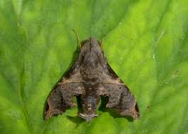 Attēlu rezultāti vaicājumam “Catocala pacta”