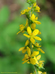 Attēlu rezultāti vaicājumam “Agrimonia pilosa flower”