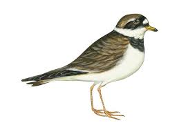 Attēlu rezultāti vaicājumam “Charadrius hiaticula”