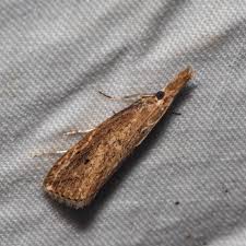 Attēlu rezultāti vaicājumam “Donacaula mucronella”