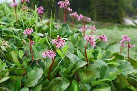 Attēlu rezultāti vaicājumam “Bergenia crassifolia flower”