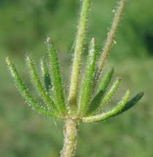 Attēlu rezultāti vaicājumam “Spergula arvensis”