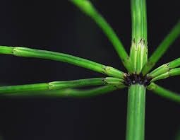 Attēlu rezultāti vaicājumam “Equisetum palustre”