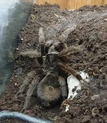 Znalezione obrazy dla zapytania Grammostola grossa