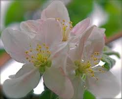 Attēlu rezultāti vaicājumam “Malus domestica flower”