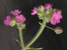 Attēlu rezultāti vaicājumam “Rosa glabrifolia”